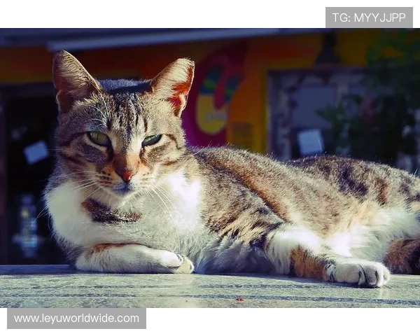 石智勇这生活真有戏，训练场上冷静老练，家里居然被猫搅得鸡飞狗跳？
